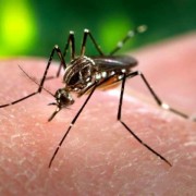 Zanzara Zika