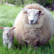 Disputa sugli agnelli nel tempo pasquale
