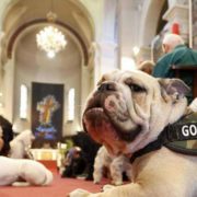 Animali in chiesa