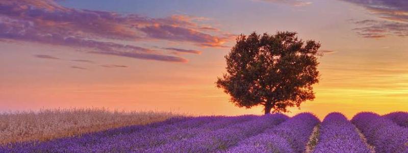 credere è respirare la «fragranza» di Dio