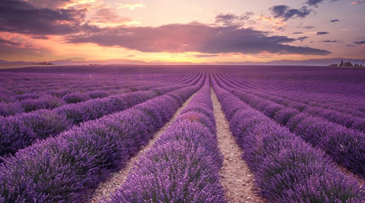 lavanda