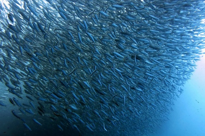 Italia, movimento Sardine