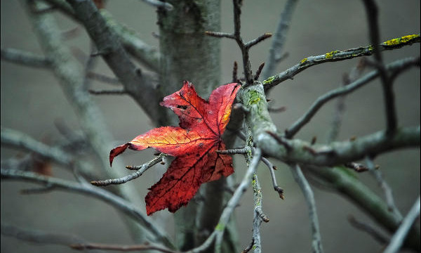 VI Pasqua - Giovedì