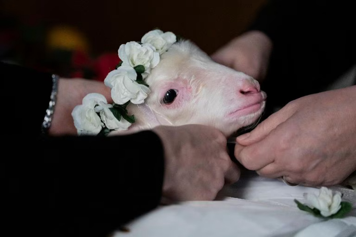 agnus dei