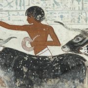 animali